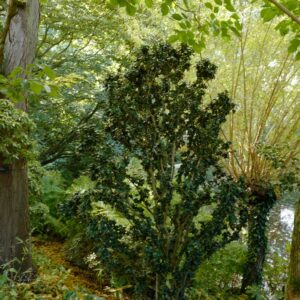 Ligustrum japonicum 'Rotundifolium'