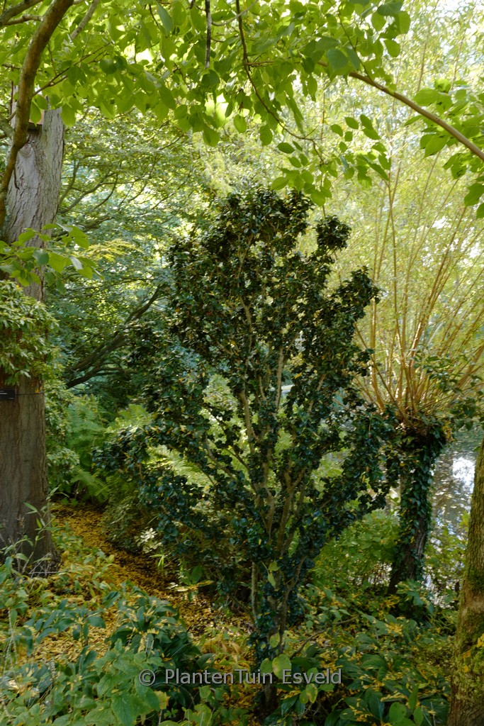 Ligustrum japonicum 'Rotundifolium'