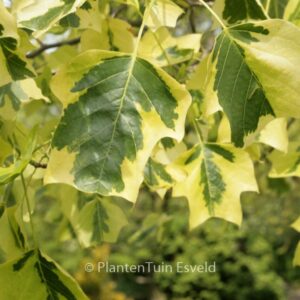 Liriodendron tulipifera 'Aureomarginatum'