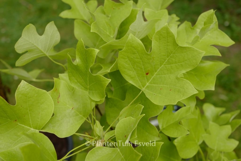 Liriodendron tulipifera 'Edward Gursztyn'