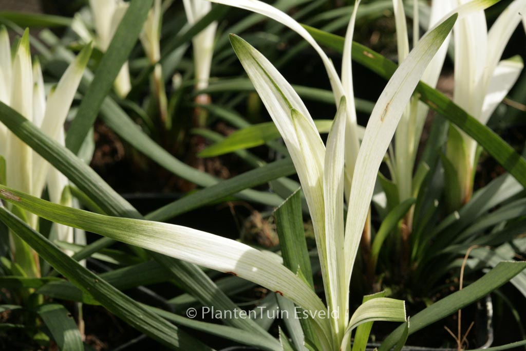 Liriope muscari 'Okina'