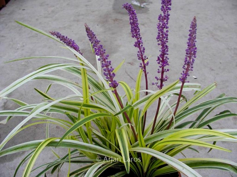 Liriope muscari 'Variegata'
