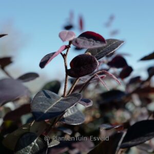 Loropetalum chinense 'Ever Red'