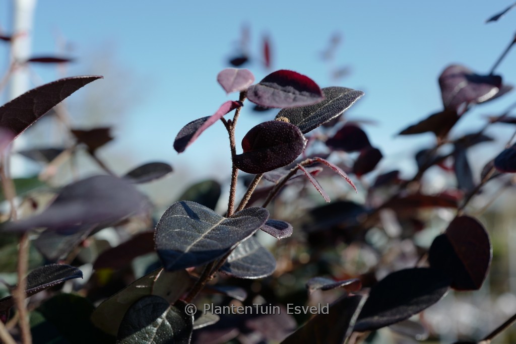 Loropetalum chinense 'Chang Nian Hong' (EVER RED)