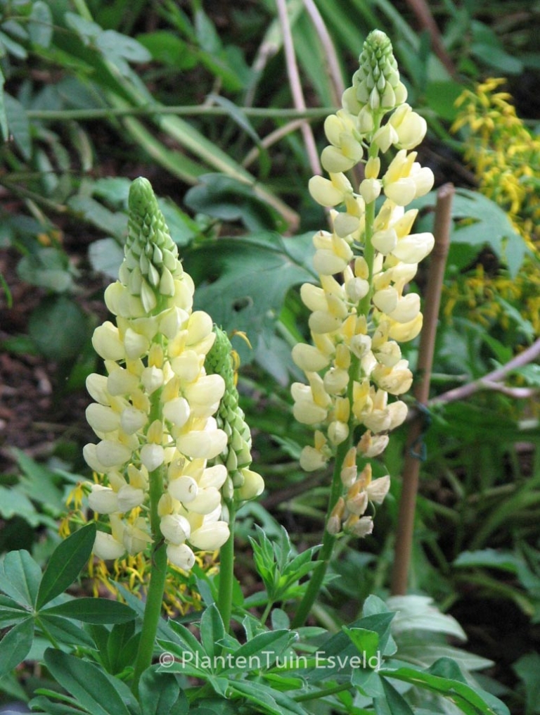 Lupinus 'Chandelier'