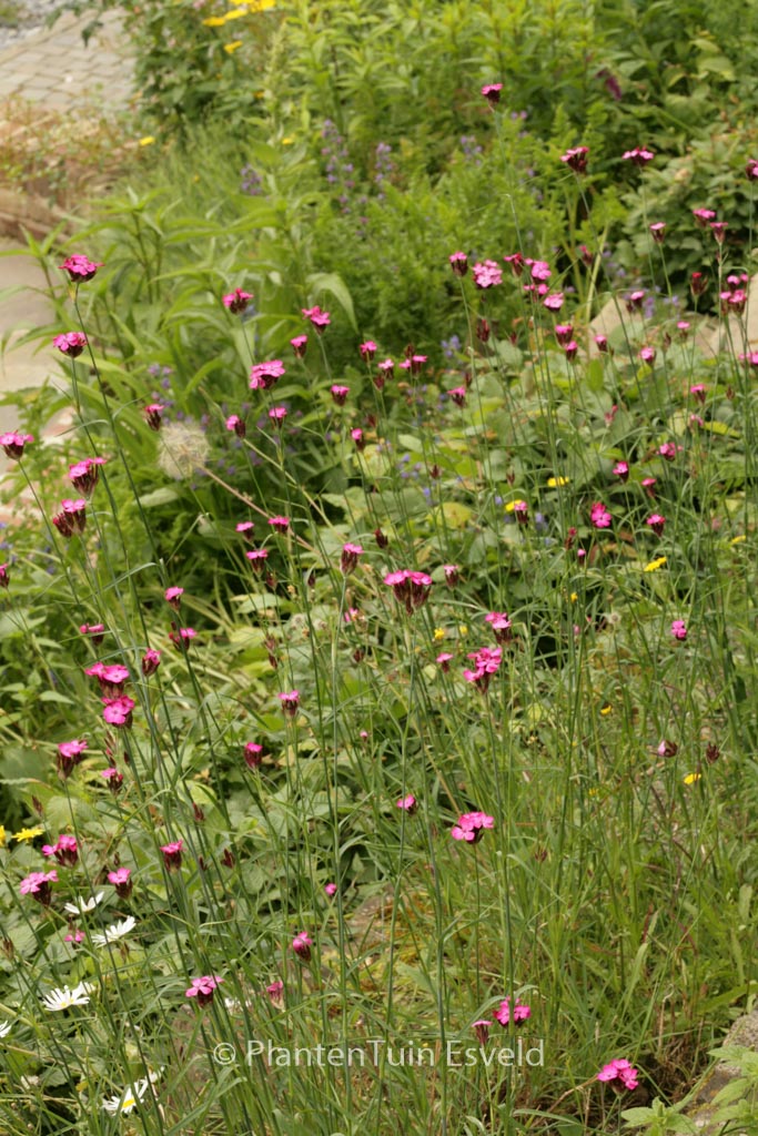 Lychnis viscaria