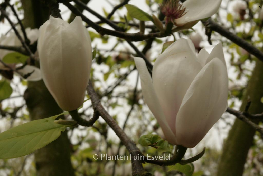Magnolia 'Athene'