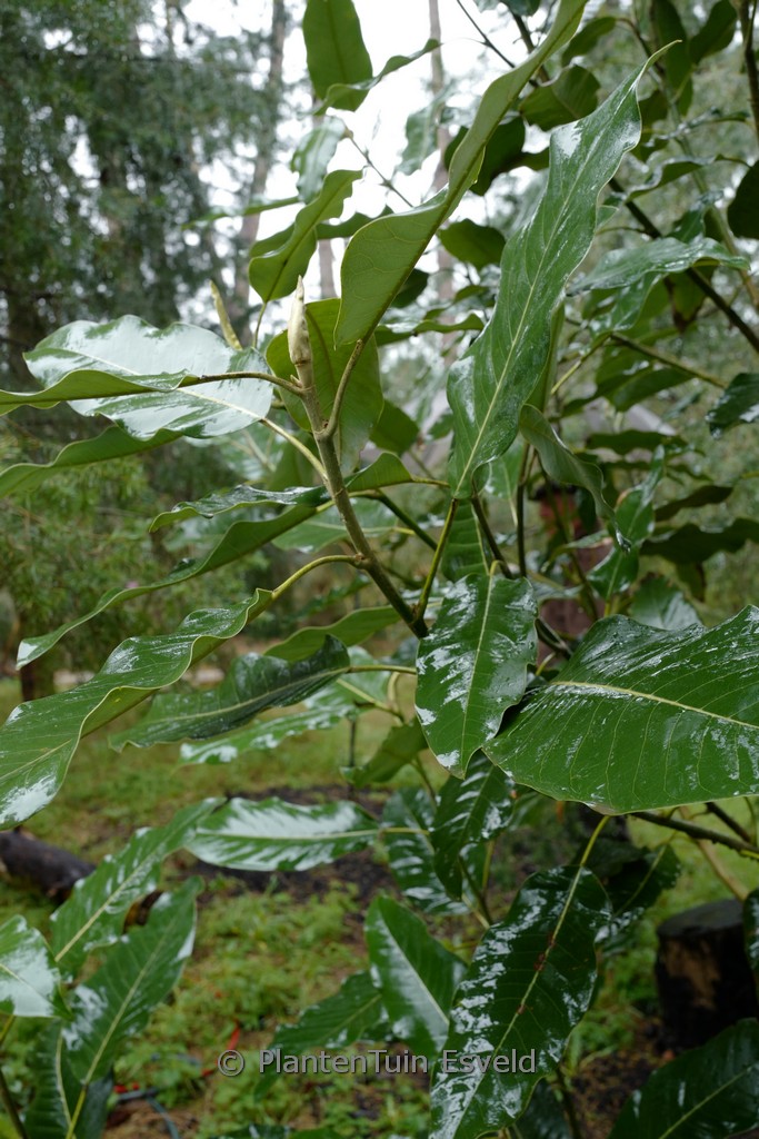 Magnolia delavayi