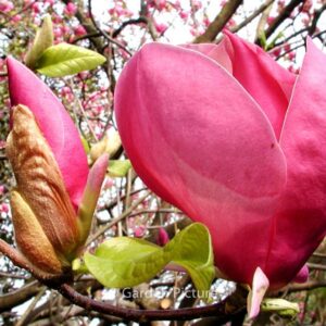 Magnolia soulangeana 'Rustica Rubra'