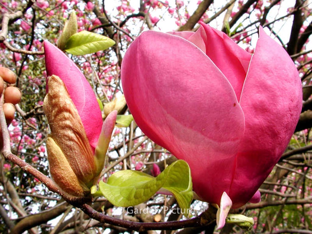 Magnolia soulangeana 'Rustica Rubra'