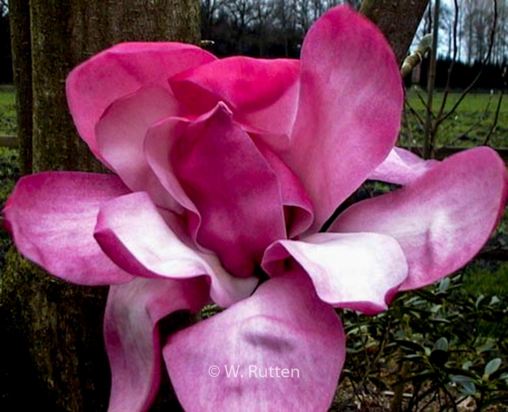 Magnolia sprengeri 'Eric Savill'