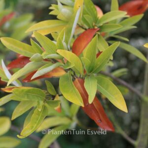 Magnolia virginiana 'Henry Hicks'