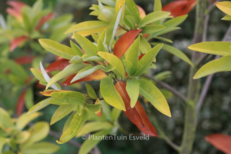 Magnolia virginiana 'Henry Hicks'