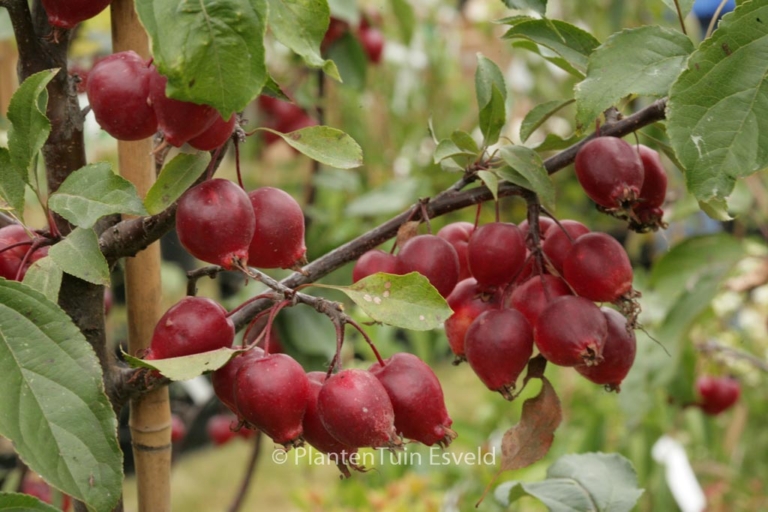 Malus 'Red Obelisk'
