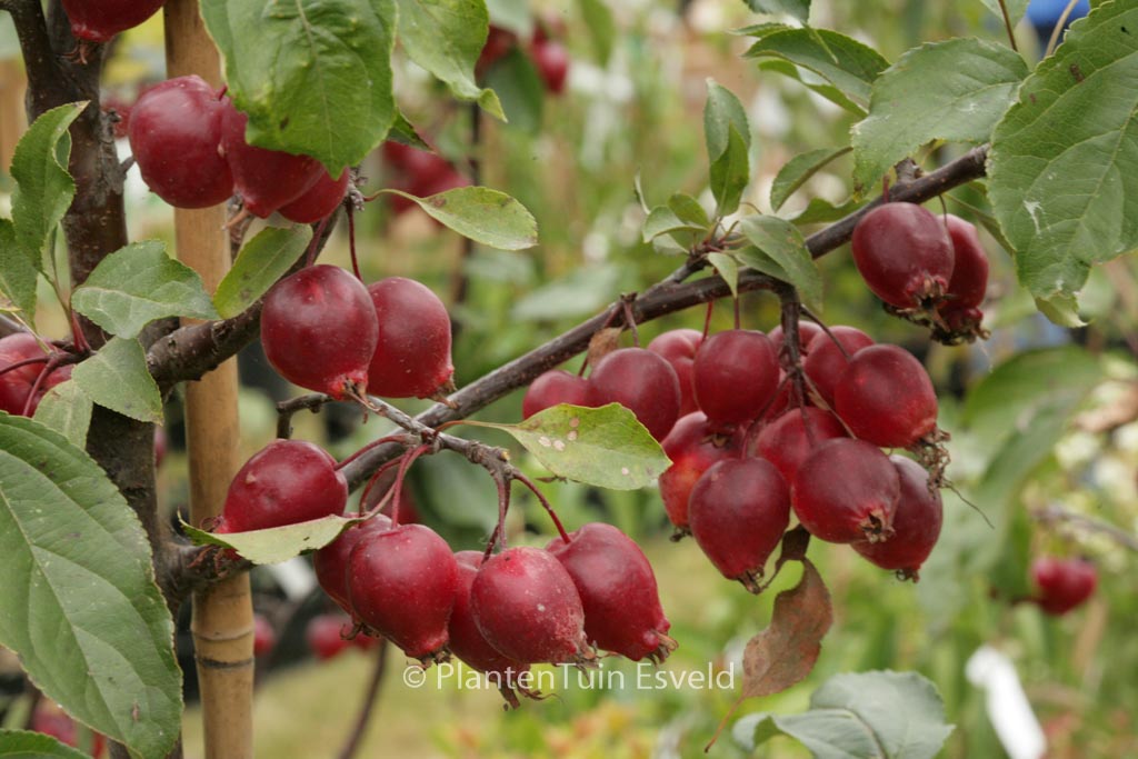 Malus 'Red Obelisk'