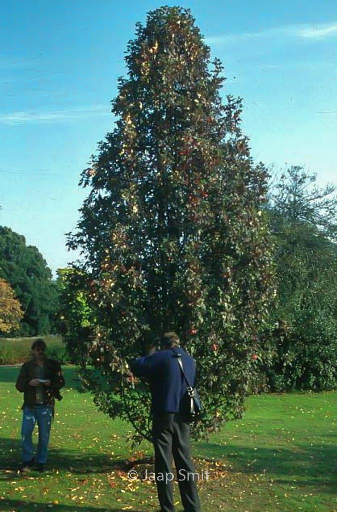 Malus trilobata