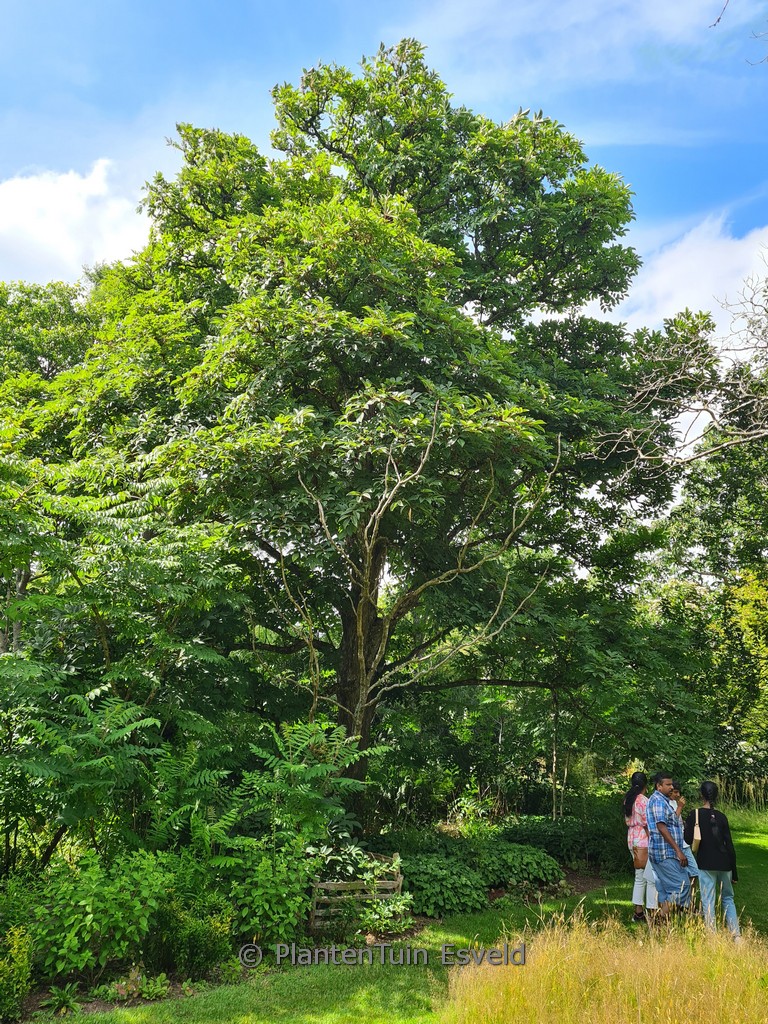 Meliosma veitchiorum