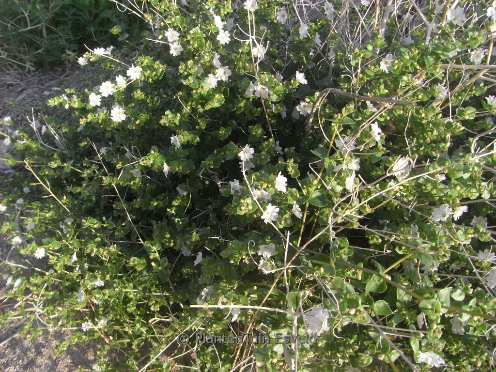 Mirabilis laevis