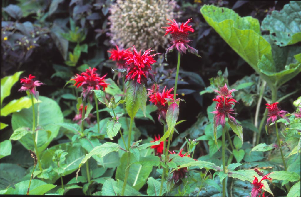 Monarda 'Adam'