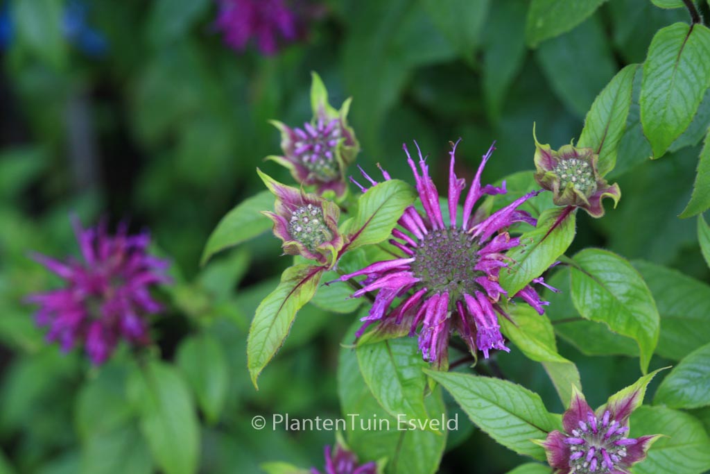 Monarda 'Blaustrumpf'