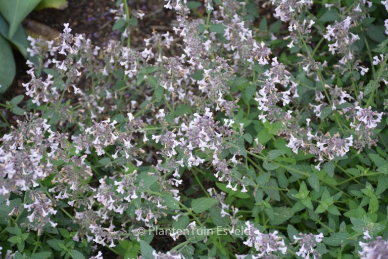 Nepeta racemosa 'Amelia'
