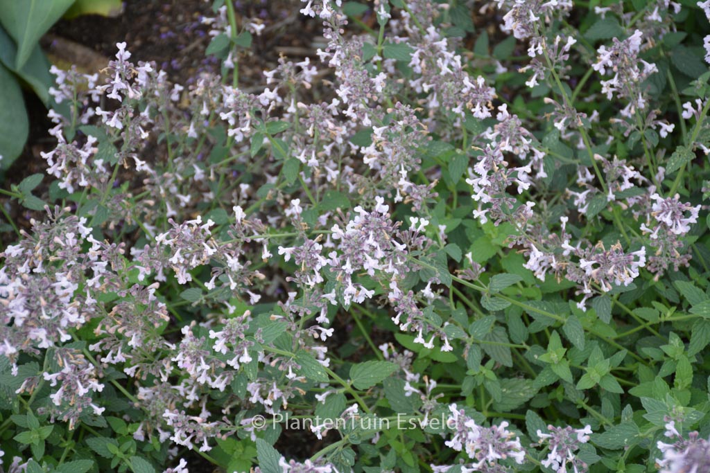 Nepeta racemosa 'Amelia'