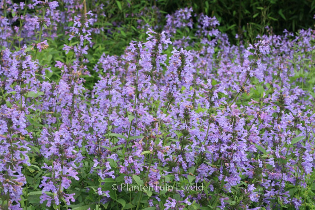 Nepeta sibirica 'Souvenir d'Andre Chaudron'