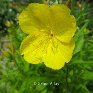 Oenothera speciosa