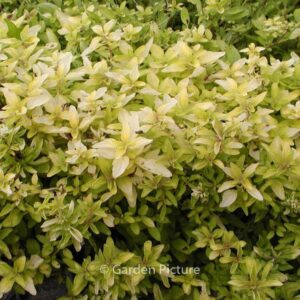 Origanum vulgare 'Aureum'