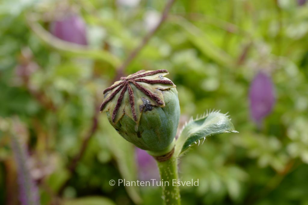 Papaver orientale 'Prinzessin Viktoria Luise'