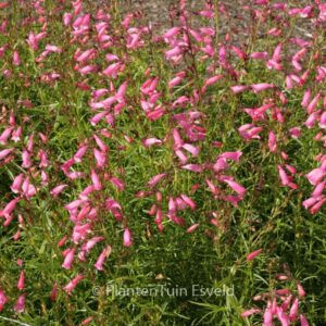 Penstemon 'Evelyn'