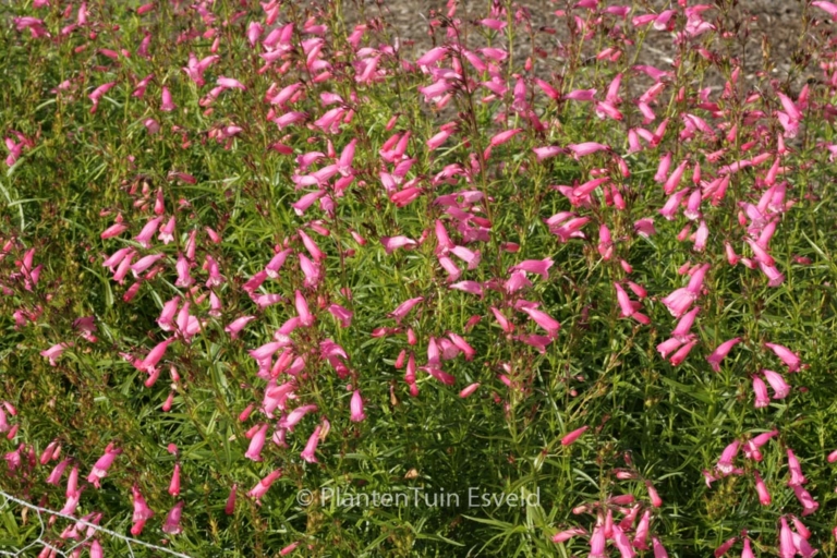Penstemon 'Evelyn'