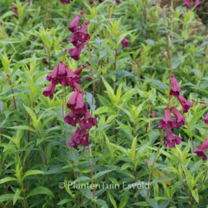 Penstemon 'Raven'