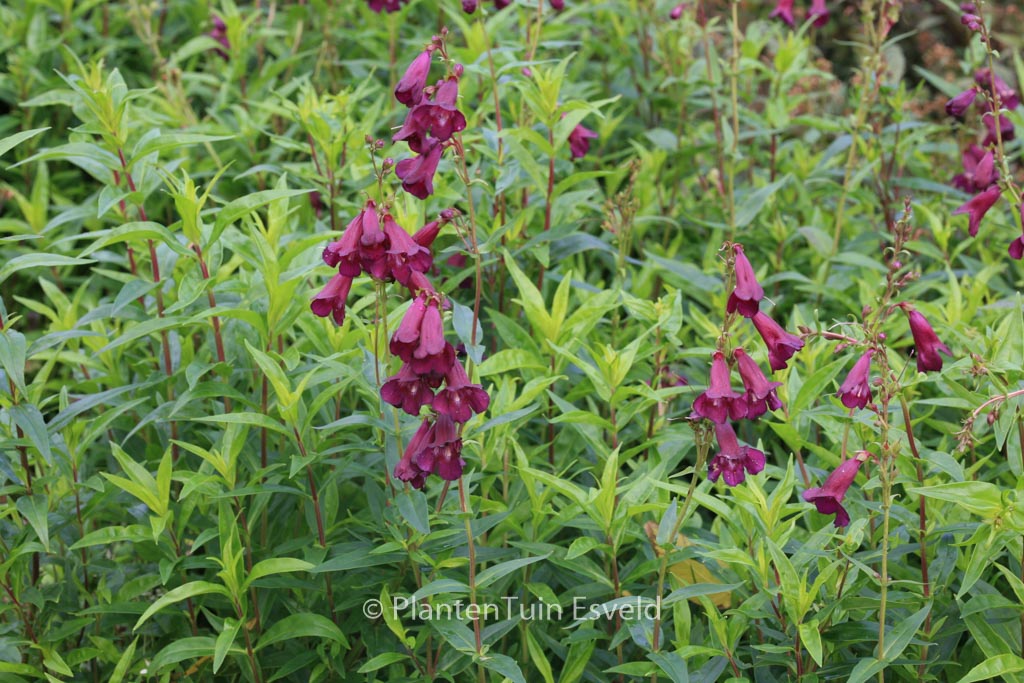 Penstemon 'Raven'