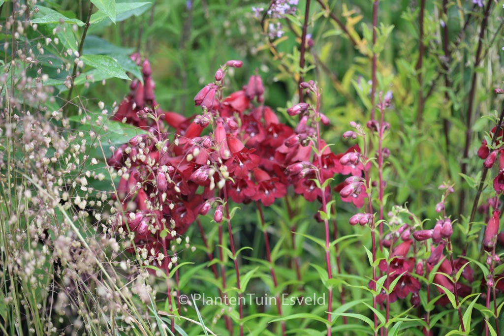 Penstemon 'Rich Ruby'