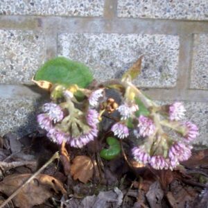 Petasites fragrans