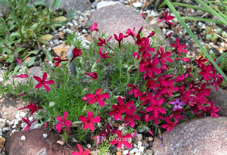 Phlox douglasii 'Ochsenblut'