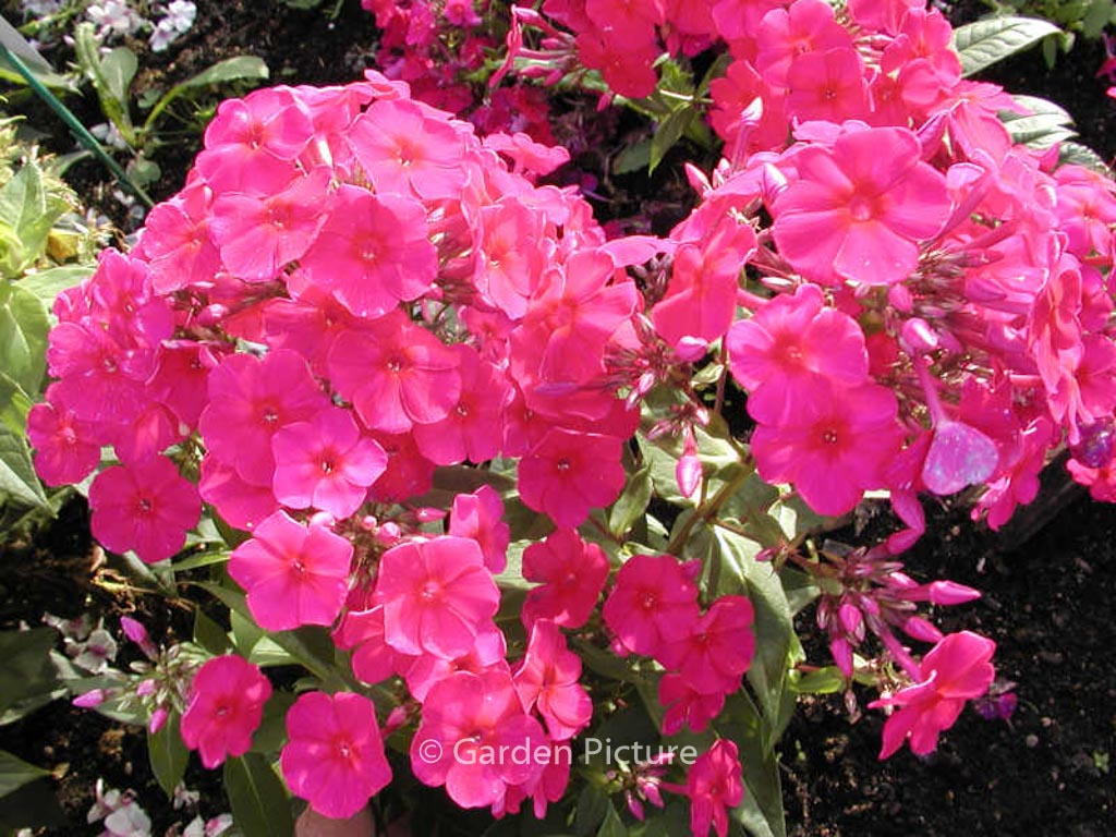 Phlox paniculata 'Kirchenfuerst'