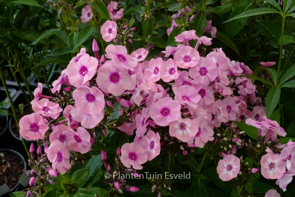 Phlox paniculata 'Larissa'