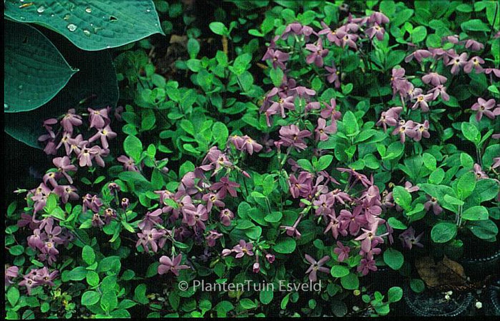 Phlox stolonifera 'Home Fires'