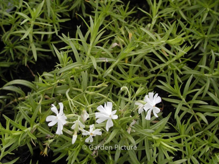 Phlox subulata 'Calvides White'