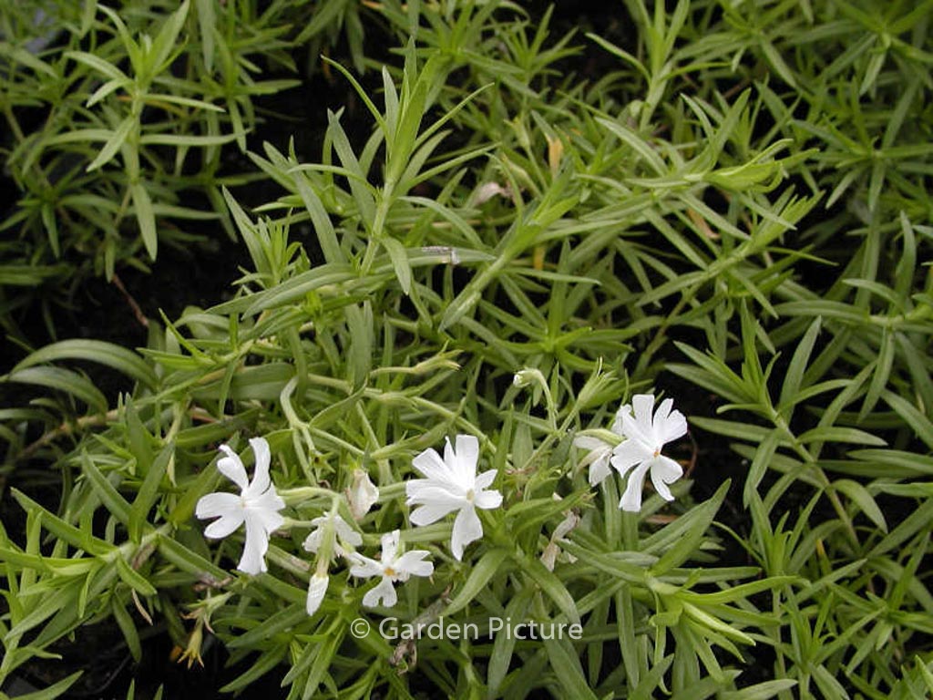 Phlox subulata 'Calvides White'