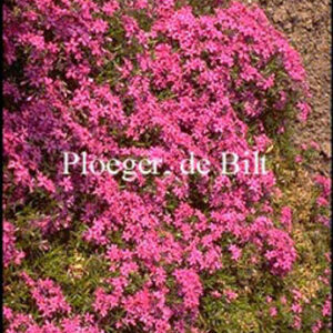 Phlox subulata 'Temiskaming'