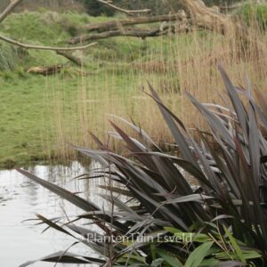 Phormium tenax 'Purpureum'