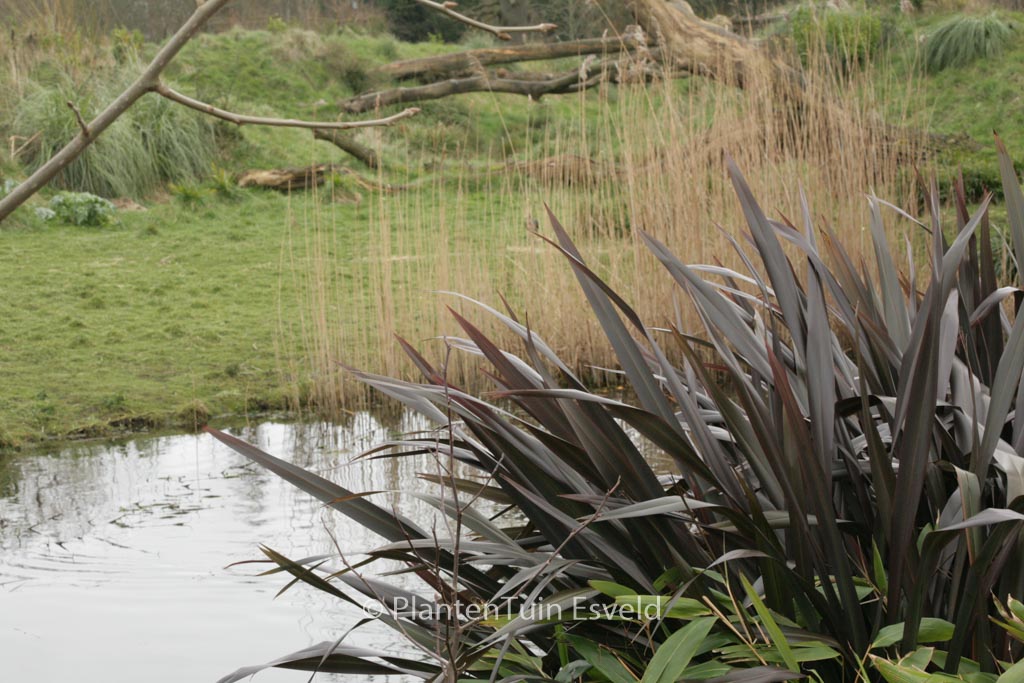 Phormium tenax 'Purpureum'
