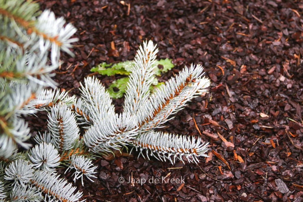Picea pungens 'Hoopsii'