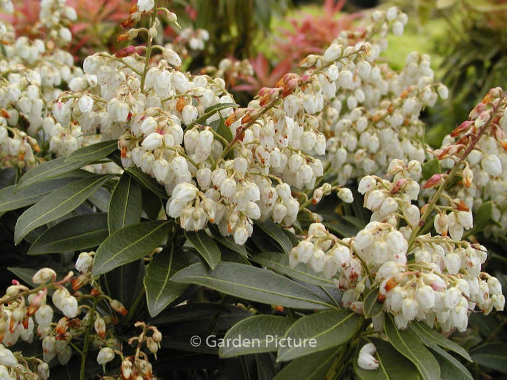 Pieris japonica 'Cupido'