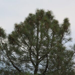 Pinus ponderosa