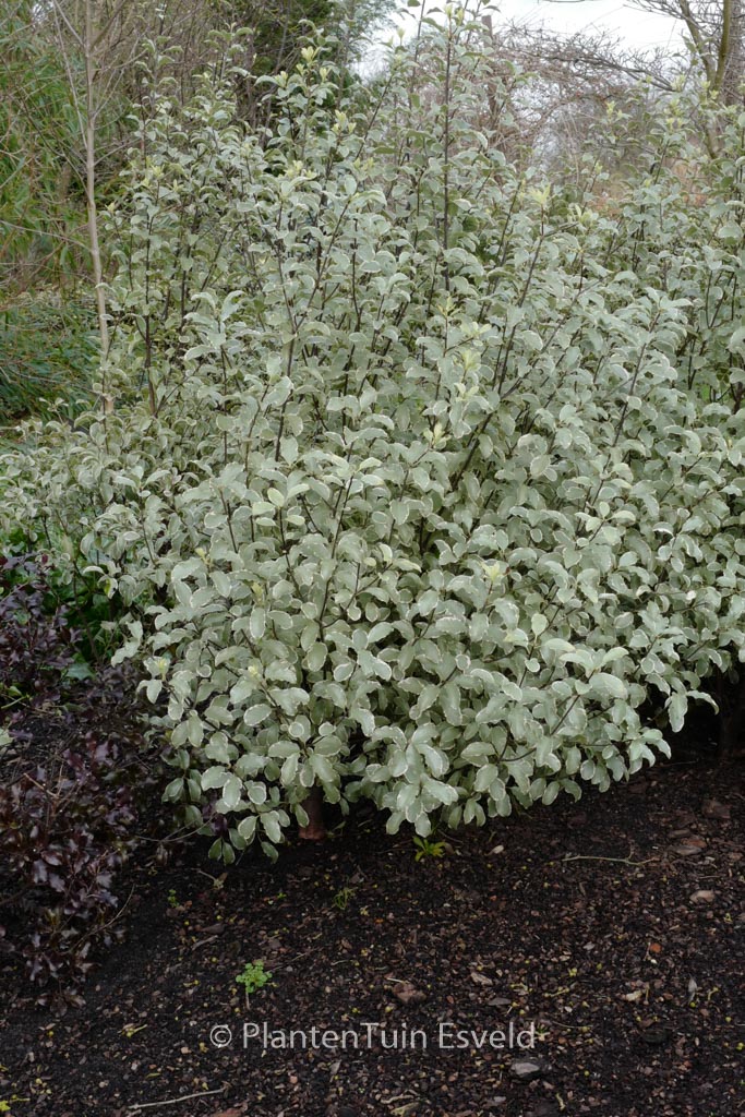Pittosporum tenuifolium 'Silver Queen'