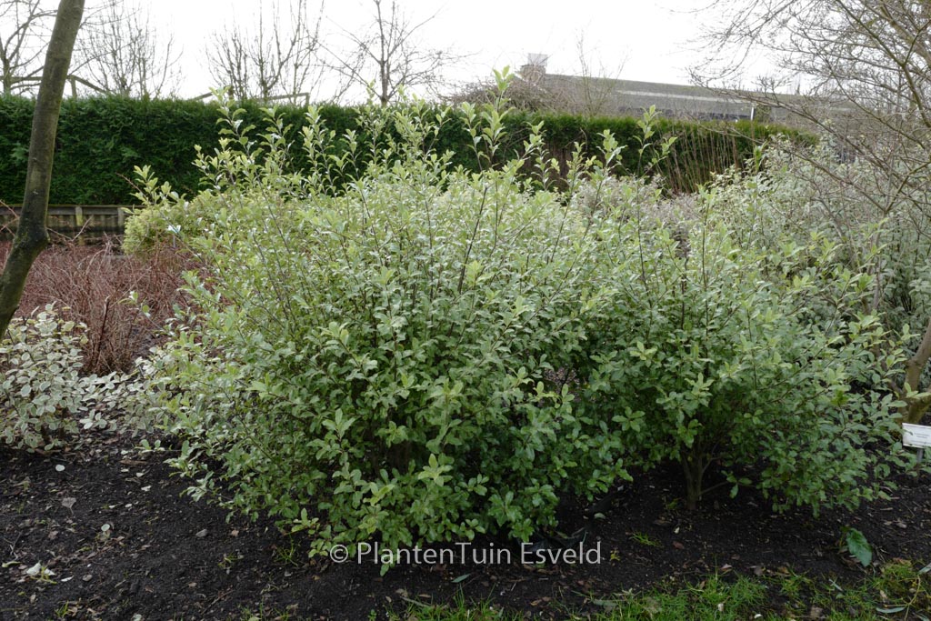 Pittosporum tenuifolium